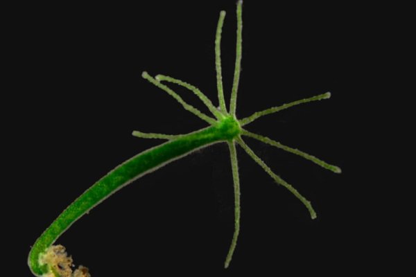 Замена hydra